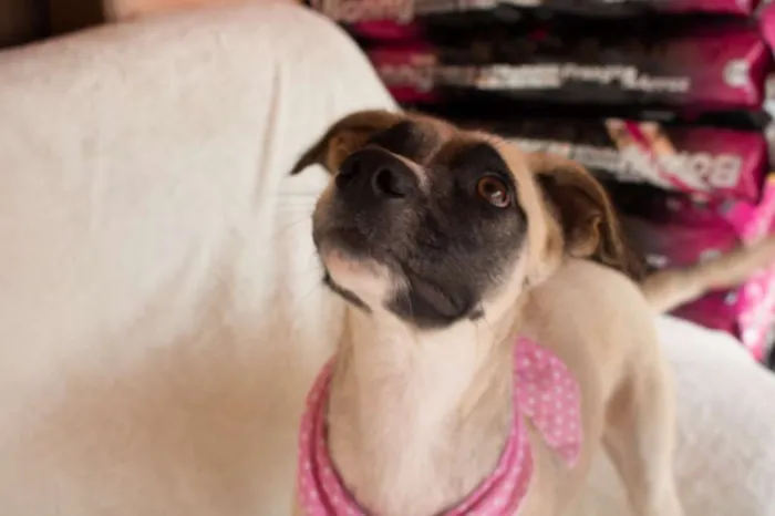 Cachorro ra a SRD idade 1 ano nome Vitória