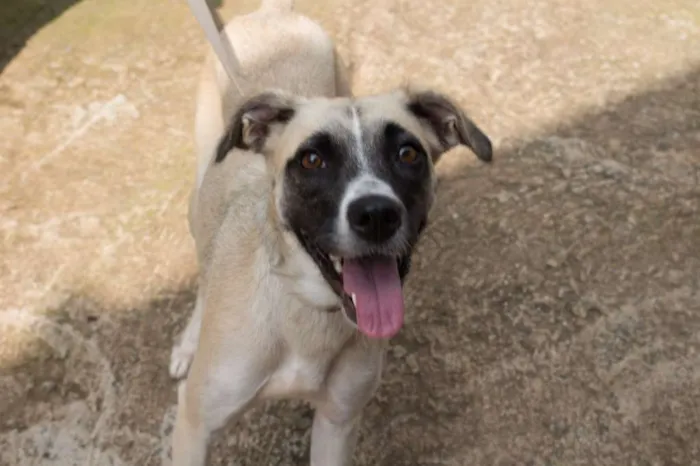 Cachorro ra a SRD idade 1 ano nome Vitória