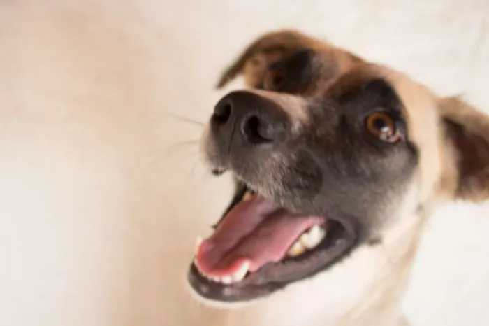 Cachorro ra a SRD idade 1 ano nome Vitória