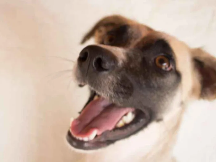 Cachorro ra a SRD idade 1 ano nome Vitória