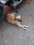 Giriquita