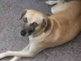 Giriquita