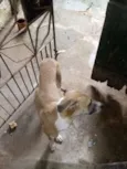 Giriquita