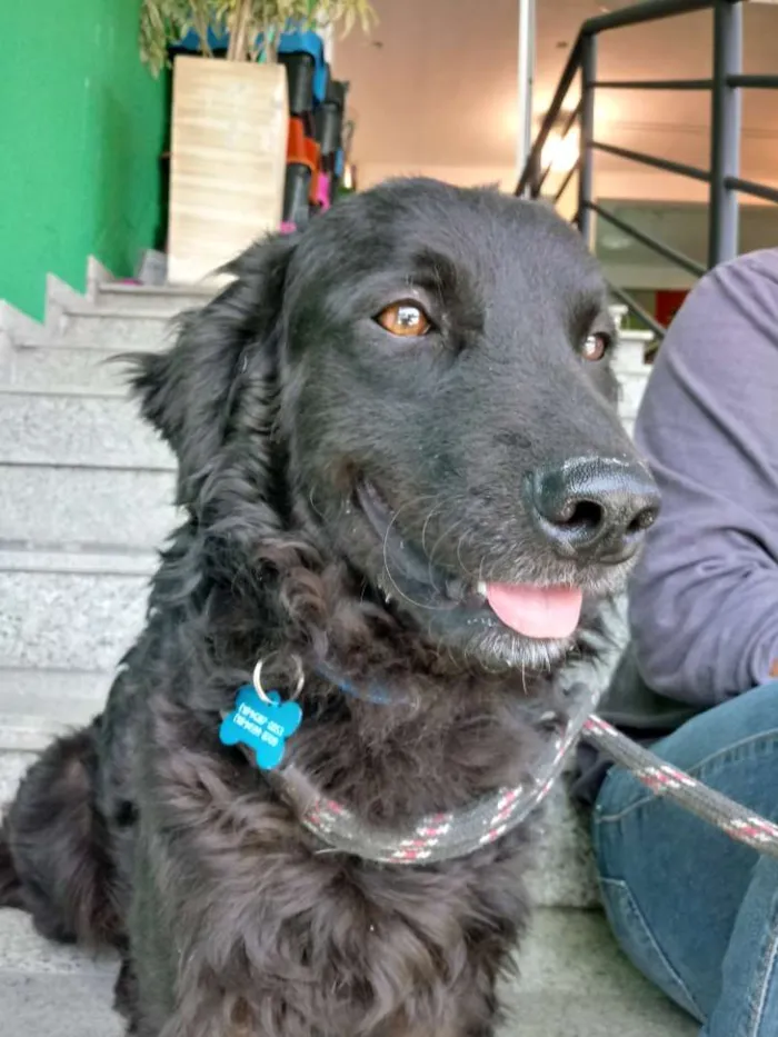 Cachorro ra a SRD idade 2 anos nome Bóris