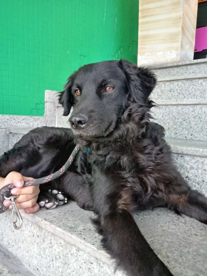 Cachorro ra a SRD idade 2 anos nome Bóris