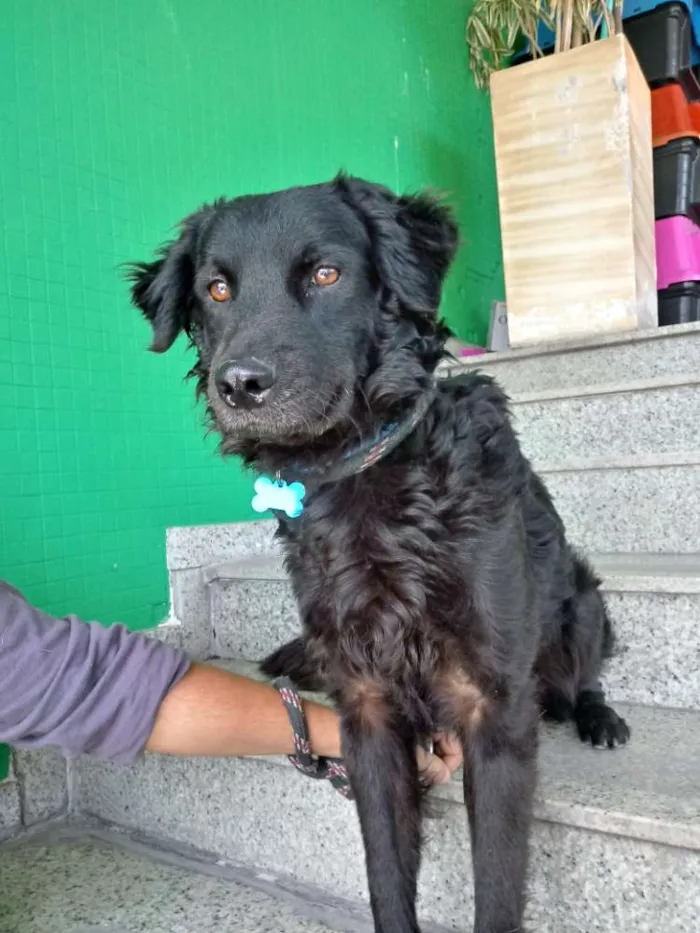 Cachorro ra a SRD idade 2 anos nome Bóris
