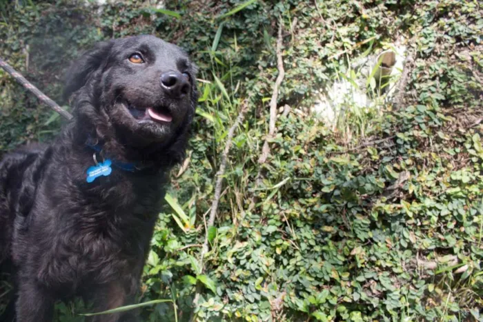Cachorro ra a SRD idade 2 anos nome Bóris