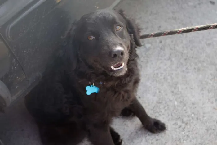 Cachorro ra a SRD idade 2 anos nome Bóris