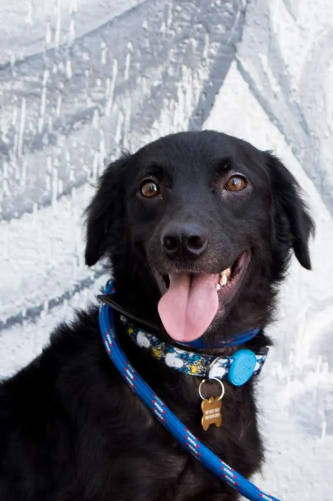 Cachorro ra a SRD idade 2 anos nome Bóris