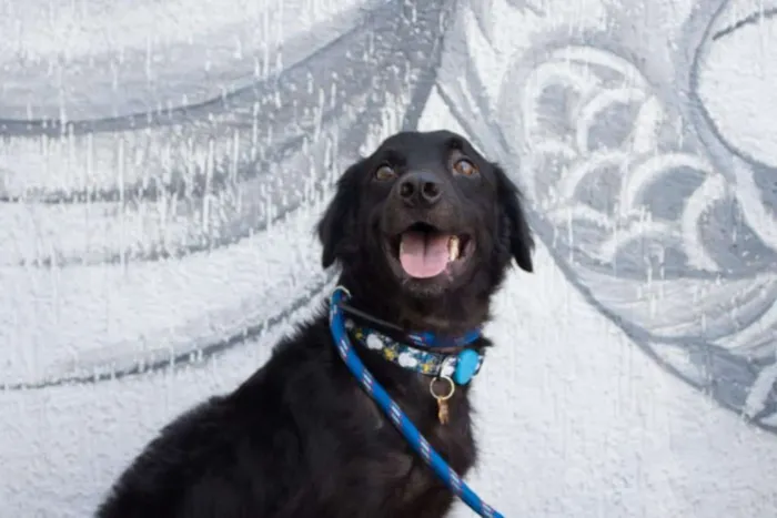 Cachorro ra a SRD idade 2 anos nome Bóris