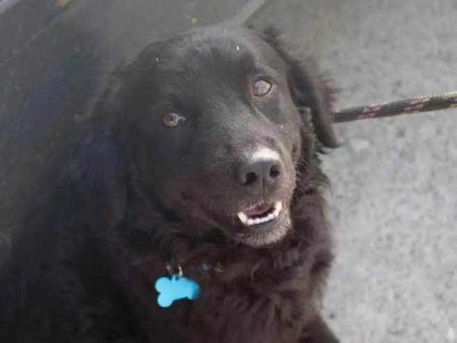 Cachorro ra a SRD idade 2 anos nome Bóris