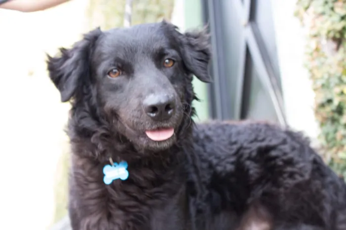 Cachorro ra a SRD idade 2 anos nome Bóris