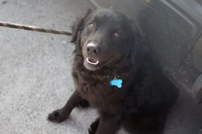 Cachorro ra a SRD idade 2 anos nome Bóris