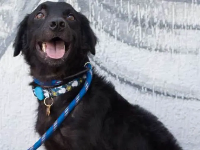 Cachorro ra a SRD idade 2 anos nome Bóris