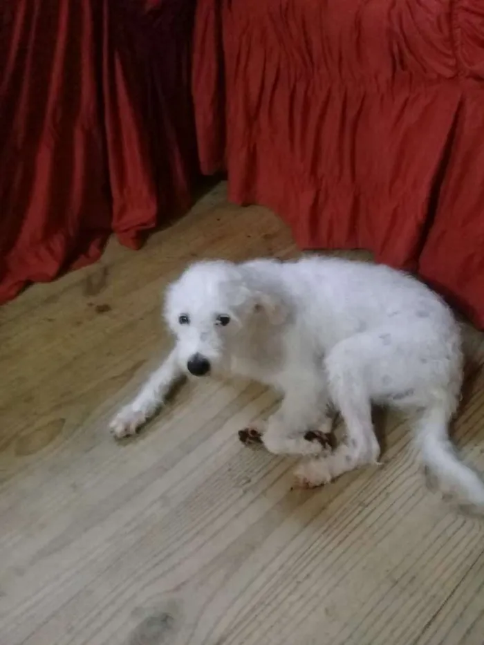 Cachorro ra a srd idade 7 a 11 meses nome Luma, pantufa,bolinh