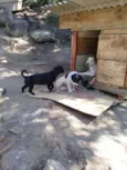 Luma, pantufa,bolinh