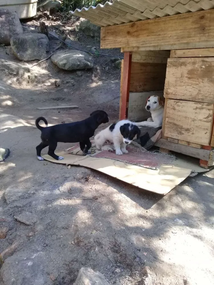 Cachorro ra a srd idade 7 a 11 meses nome Luma, pantufa,bolinh