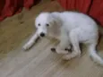 Luma, pantufa,bolinh