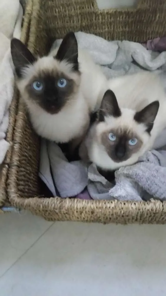 Gato raça Siamês idade 2 a 6 meses nome Gata
