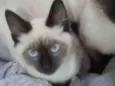 Gata