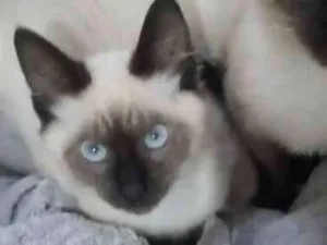 Gato raça Siamês idade 2 a 6 meses nome Gata