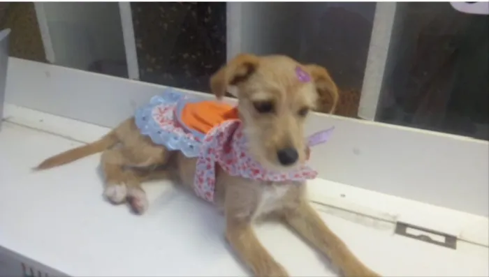 Cachorro ra a SRD idade 2 a 6 meses nome Lavínia 