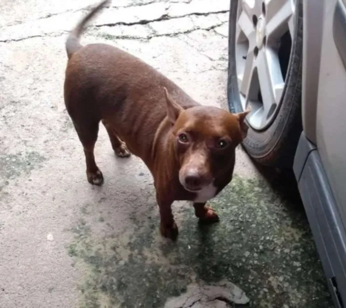Cachorro ra a  idade 2 anos nome Cambute 