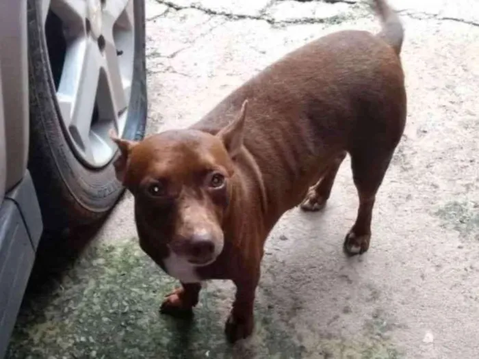 Cachorro ra a  idade 2 anos nome Cambute 