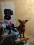 Bela e princesa