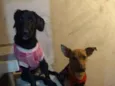 Bela e princesa