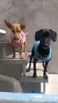 Bela e princesa