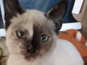 Gato raça srd idade 2 a 6 meses nome Molly