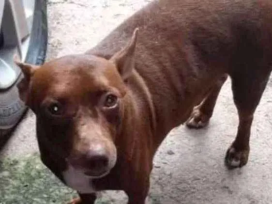 Cachorro ra a  idade 2 anos nome Cambute 