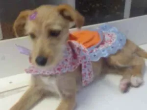 Cachorro raça SRD idade 2 a 6 meses nome Lavínia 