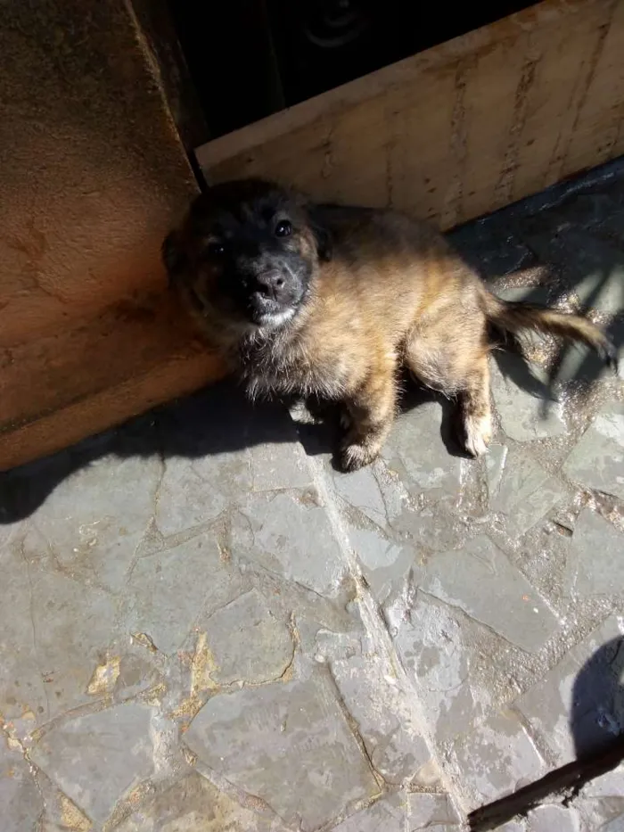 Cachorro ra a Sem idade 2 a 6 meses nome Sem