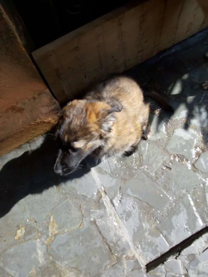 Cachorro ra a Sem idade 2 a 6 meses nome Sem
