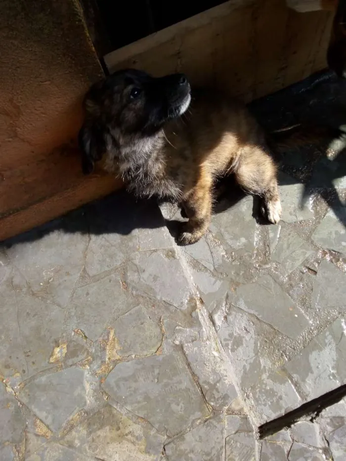 Cachorro ra a Sem idade 2 a 6 meses nome Sem