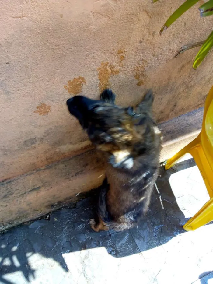 Cachorro ra a Sem idade 2 a 6 meses nome Sem