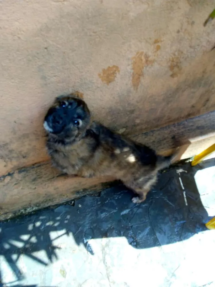 Cachorro ra a Sem idade 2 a 6 meses nome Sem