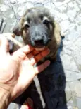 Sem