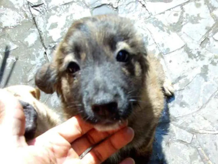 Cachorro ra a Sem idade 2 a 6 meses nome Sem