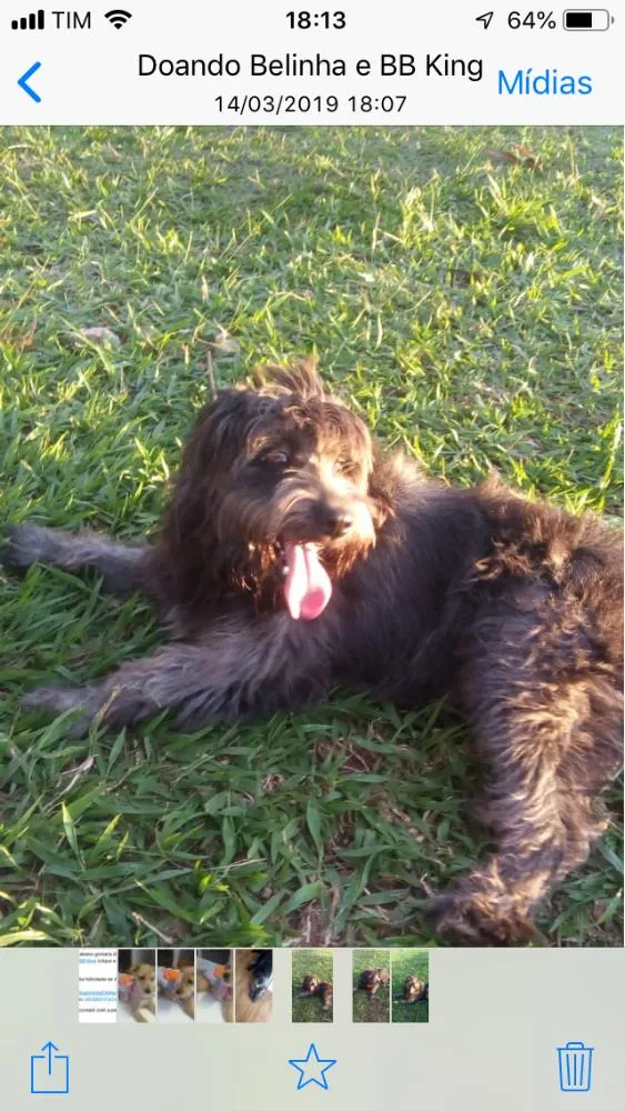 Cachorro ra a Mestiço  idade 4 anos nome BB King