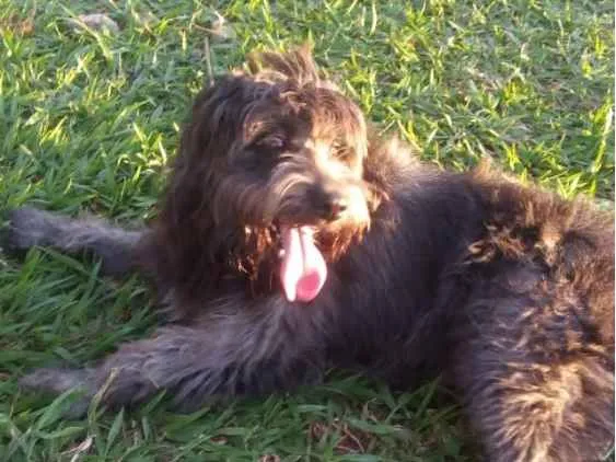 Cachorro ra a Mestiço  idade 4 anos nome BB King