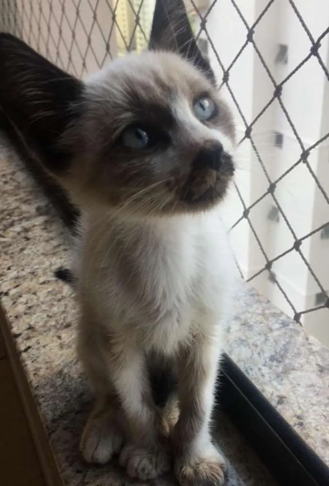 Gato ra a SRD idade 2 a 6 meses nome Bento 