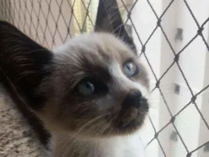 Gato raça SRD idade 2 a 6 meses nome Bento 