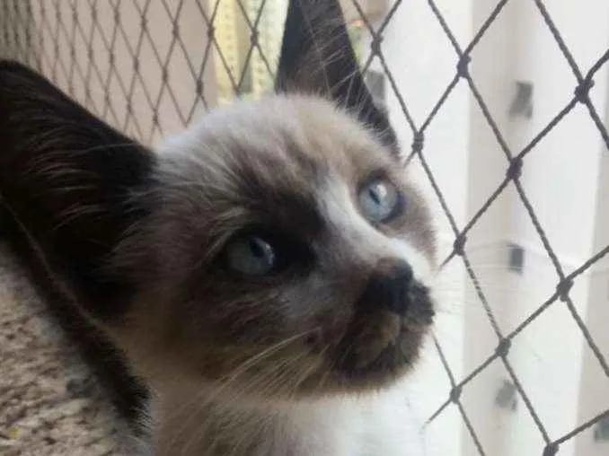 Gato ra a SRD idade 2 a 6 meses nome Bento 