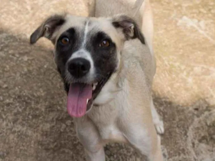 Cachorro ra a SRD idade 1 ano nome Vitória
