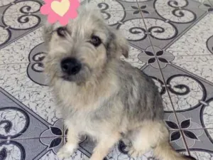 Cachorro raça SRD idade 1 ano nome Amora