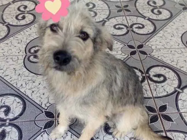 Cachorro ra a SRD idade 1 ano nome Amora