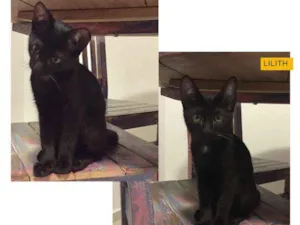 Gato raça SRD idade 2 a 6 meses nome Lilith
